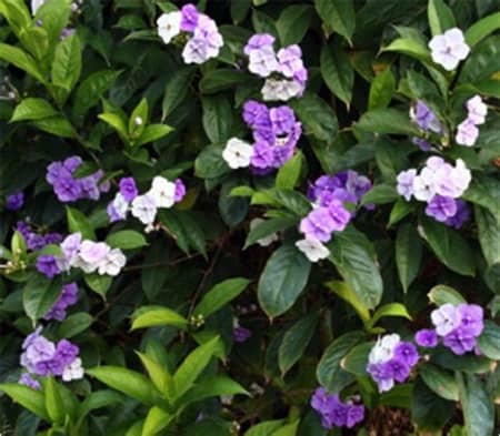 Vivero Garmizos Inc en Davie (FL)