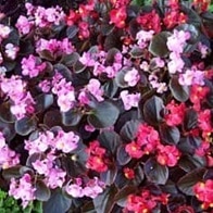 Plantas anuales en Golden State Growers en Sacramento