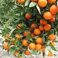 Plantas en Golden State Growers en Sacramento