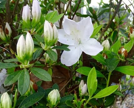 Gore's Nursery en Jacksonville