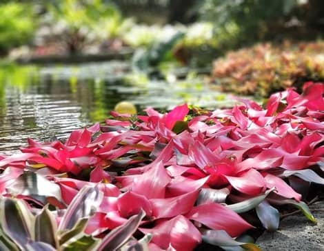 Grant's Farm Nursery