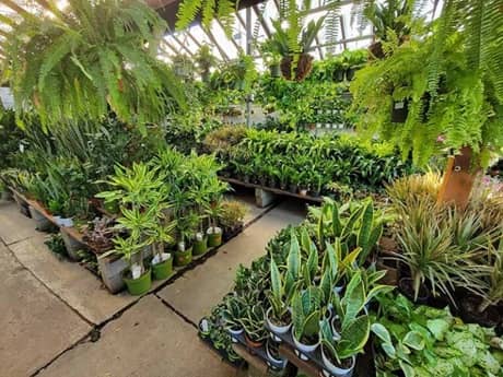 Green Thumb Nursery Tampa