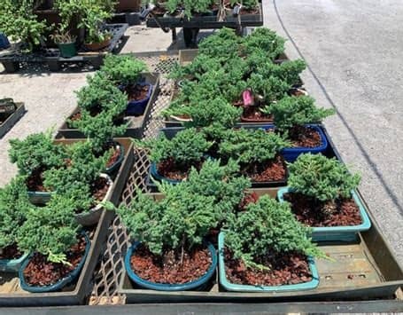 Vivero H&F Import Bonsai Pots & Supplies Inc en Davie (FL)