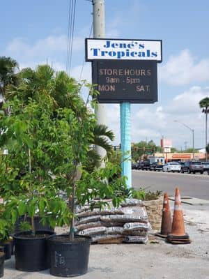 Jene's Nursery & Tropicals St Petersburgo Florida