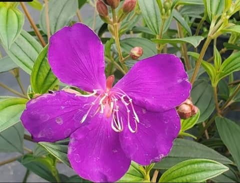 Jesse Durko's Nursery en Davie