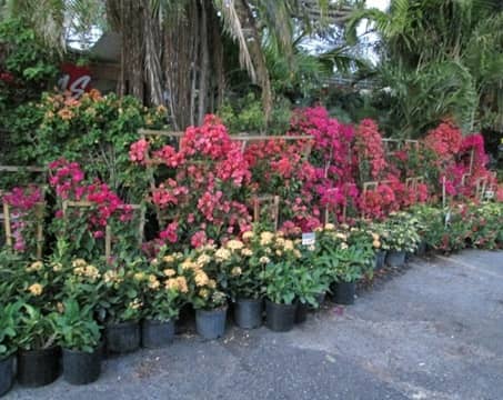 Kathy's Korner Nursery Inc