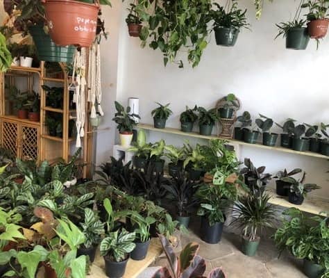 tienda de plantas Lida's Jungle en Florida St Petersburgo