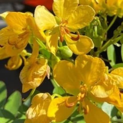 Living Roots Eco Design & Plant Nursery