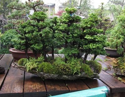 Maruyama Bonsai Nursery en Sacramento