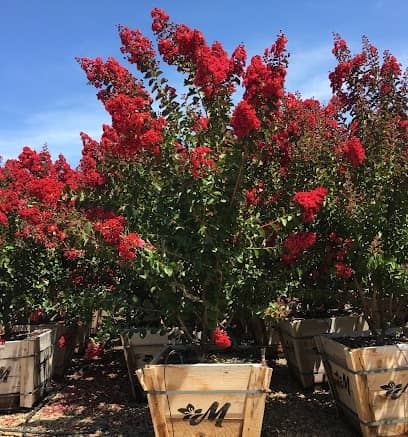 Vivero Matsuda's en Sacramento