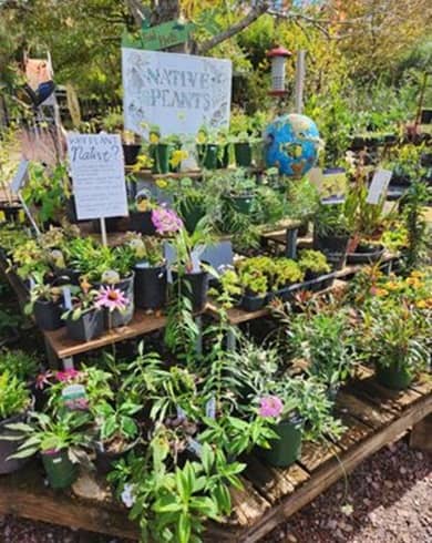 Vivero Myers Plants & Pottery en Pelham Alabama