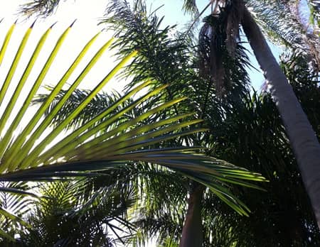 vivero Palm Trees Direct Florida St. Petersburgo