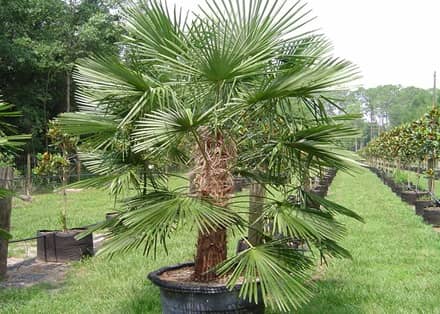 Palm Tree Nursery en Fort Myers, FL
