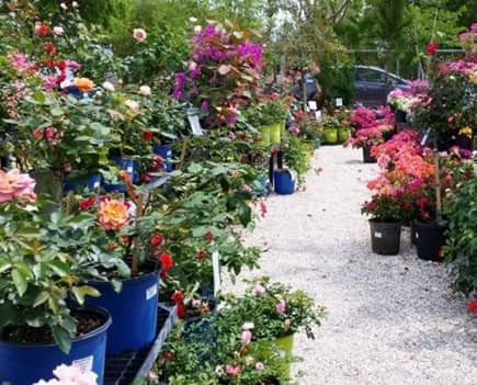 Riverland Nursery en Fort Myers