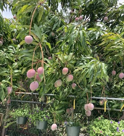 Sprout Gardening en Florida Ta mpa