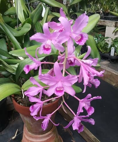 Vivero St. Pete Orchid Farm en San Petersburgo (FL)