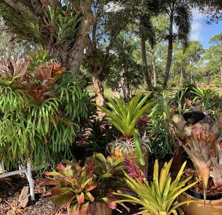 Vivero Sundance Orchids & Bromeliads en Fort Myers, FL