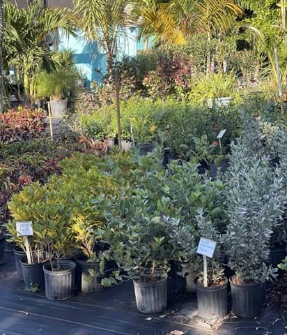 Sunscape Nursery, Inc. Florida San Petersburgo