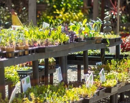 vivero Talini's Nursery and Garden Center en Sacramento