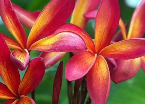 Top Tropicals Garden Center en Fort Myers