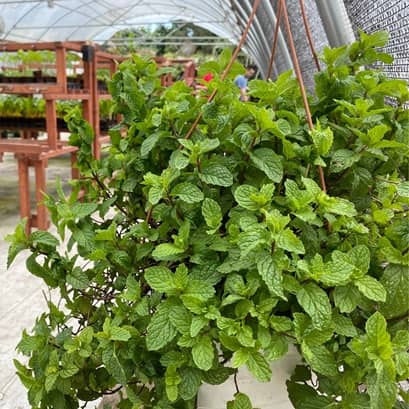 Florida Nursery Mart en Davie en Davie