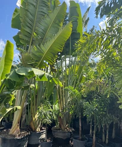 Vivero Treemart of Florida en Tampa