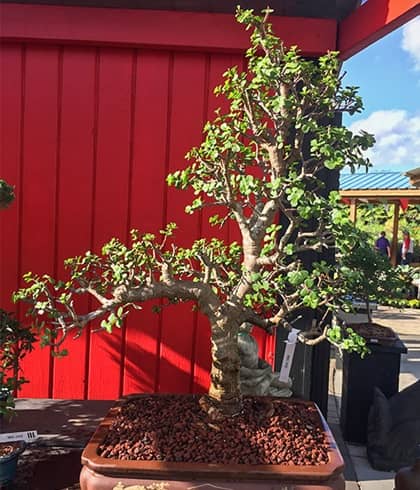Vivero Tyler the Bonsai Guy en Davie (FL)