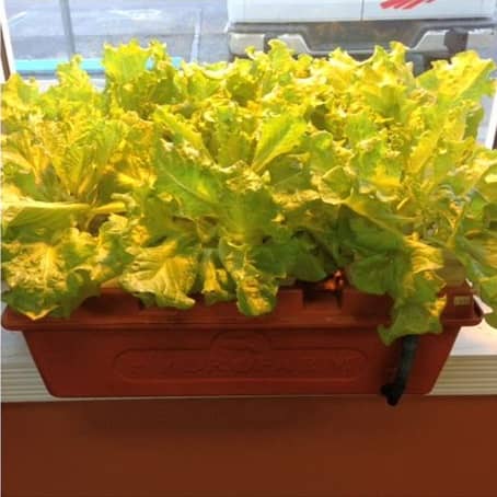 Urban Roots Garden Supply en Tampa FL