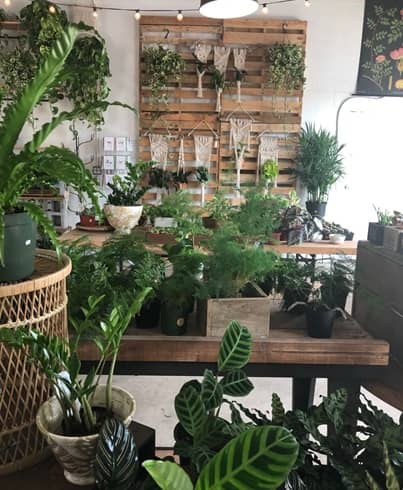tienda de plantas Wild Roots en St Petersburgo