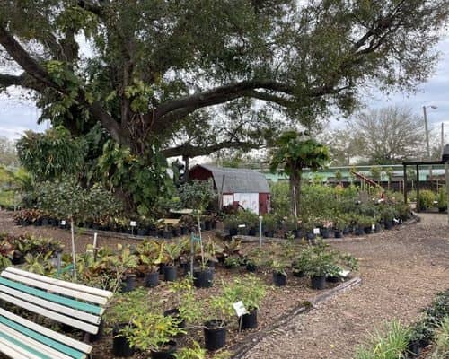 Willow Tree Nursery Inc en San Petersburgo FL