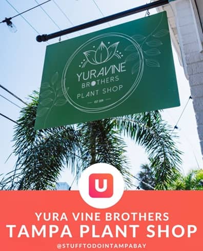 Vivero Yura Vine Brothers en Tampa Florida