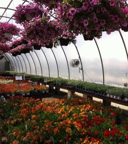 CountrysiFlower Shop Nursery Illinois
