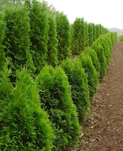 J Carlson Growers Vivero Rockford (IL)