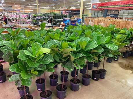 Vivero Jungle of Niles en Illinois