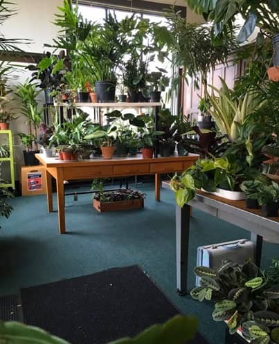 Tienda de Plant Mode en Illinois