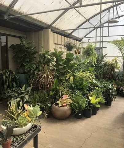 Pleasant Nursery en Springfield