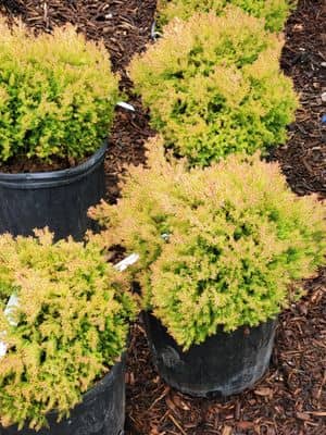 Tripp Landscaping en Springfield