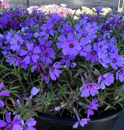 Ali’s Garden Center en Paterson, NJ