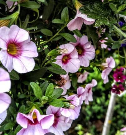 American Nursery en Paterson, NJ