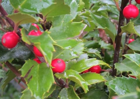 County Line Nurseries en New Jersey Bridgeton