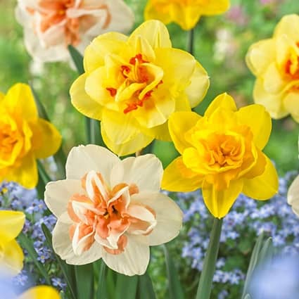 Garden State Bulb en Bridgeton, NJ