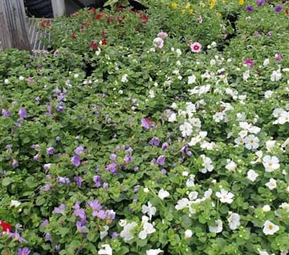 Jim's Garden Center en Paterson, NJ