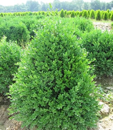 Loew's Nursery en Nueva Jersey, Bridgeton