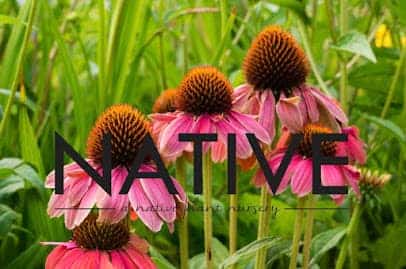NATIVE en Fairfield, CT
