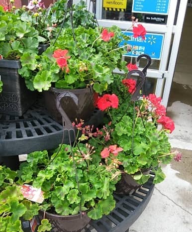 Walmart Garden Center en Hartford