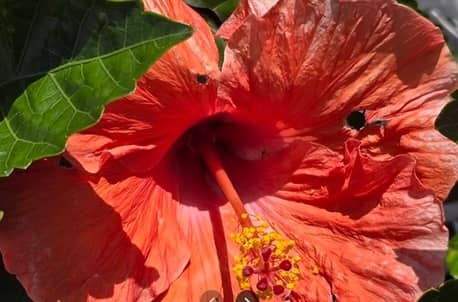 A Touch of Color en Hot Springs AR