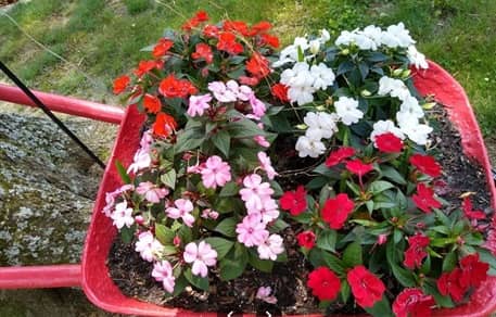 Big Cedars Nursery en Cullman