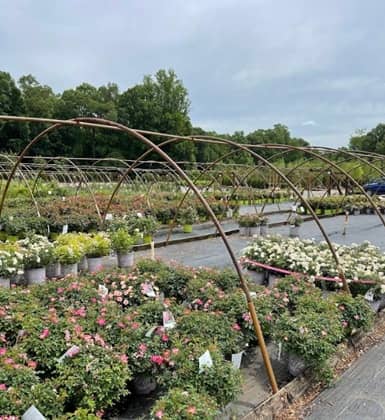 Colesville Nursery en Ashland, VA
