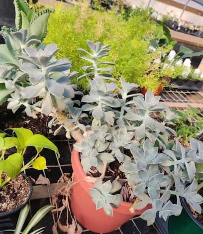Green Thumb Nursery en Russellville, AR