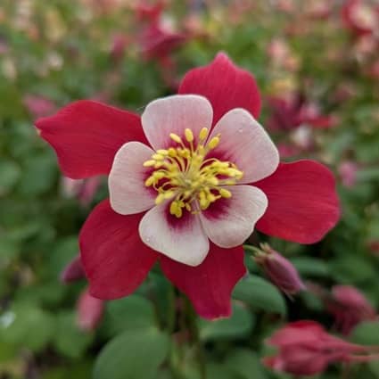 O'Toole's Garden Center en Lakewood, CO